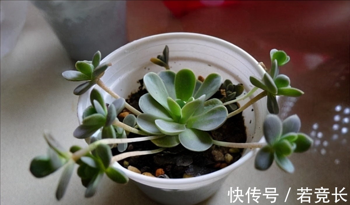 速率|这“三多肉”是耐热小能手,无需掐芽易群生,40℃仍生机勃勃