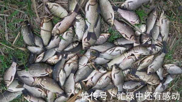 野钓|五款自制饵料配方，鲫鱼疯狂着迷，杂鱼不沾，盛夏野钓大板鲫必备