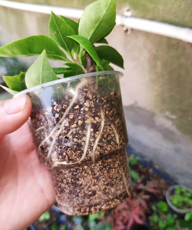 路边见到“2种树”，随手摘个小枝条，插土就活，呼呼发根系