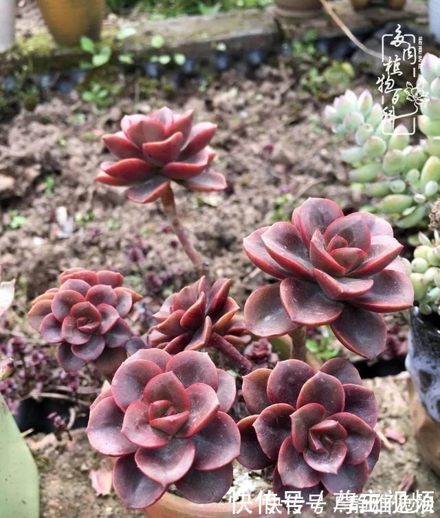 静夜|养多肉三年多,初见惊鸿!累并快乐着!养多肉三年多,初见惊鸿!累并快乐着!