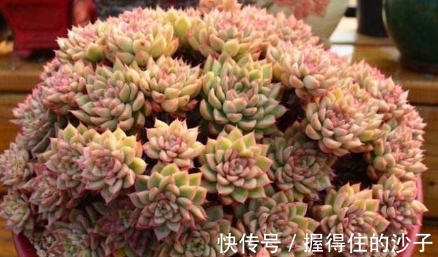养护|12款多肉天生就爱凑热闹,爆盆群生是强项,花友:养起来真过瘾