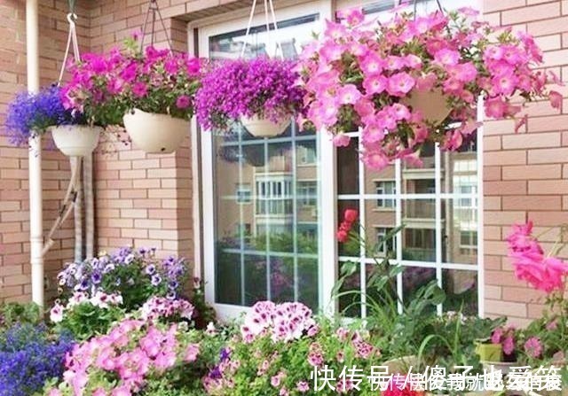 花芽|4种花，要一边长一边掐，越掐枝越多，花量成倍翻，开花密密麻麻！