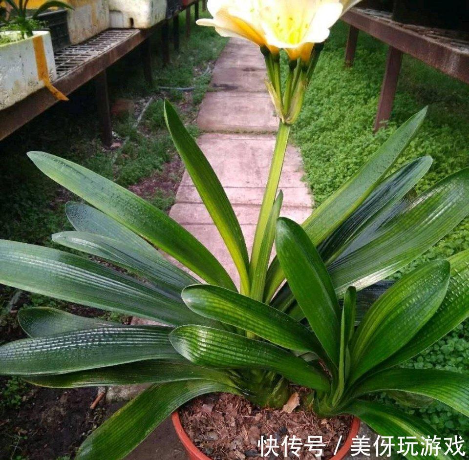 人养花，花亦养人！这八种“能养人”的健康花，建议至少养一种