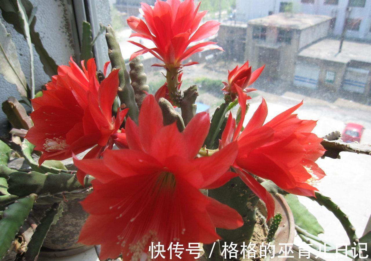 八宝景天|养花试试这几款,剪掉多余的枝子,多晒太阳,就能开出完美的花