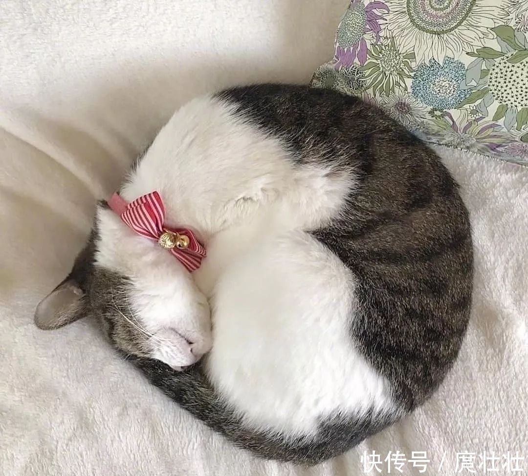 一大|这里有一大波新鲜的猫饼,有人想要的吗?