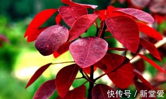 黄栌盆景感染立枯病和枯萎病，学会这三个办法，还你一片红叶