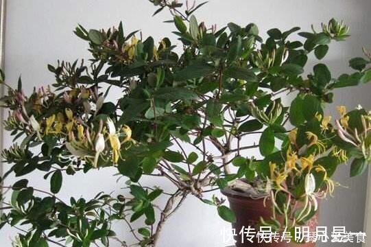 喜欢盆栽这3款植物就赚大了，既能观赏又能治病，堪称天然药箱