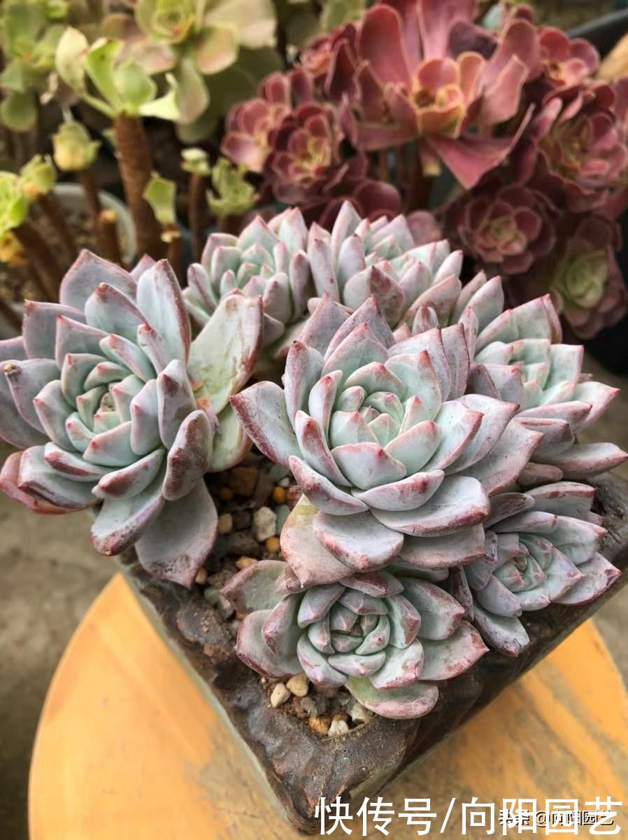 养多肉,不用买颗粒土,直接用“粗河沙”,拌在土里照样能用