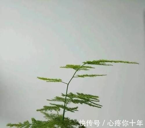 叶子|文竹叶片发黄,从这4点改善,叶子碧绿,气质更好!