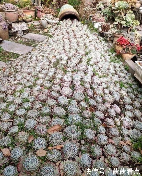 张大姐养多肉, 连屋顶也不放过, 8年种了3万棵!