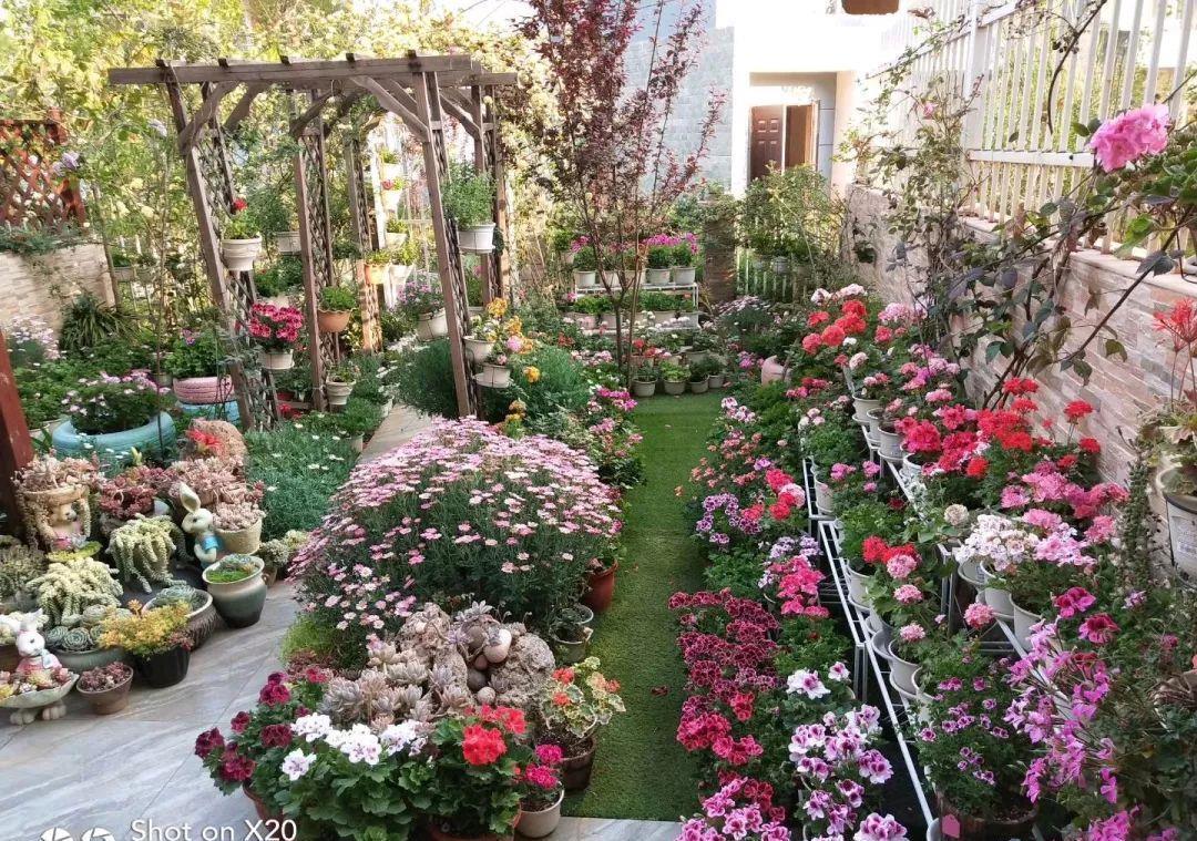 养花技巧:大冬天,她家的小院开满200盆花,全家人过年围着看!