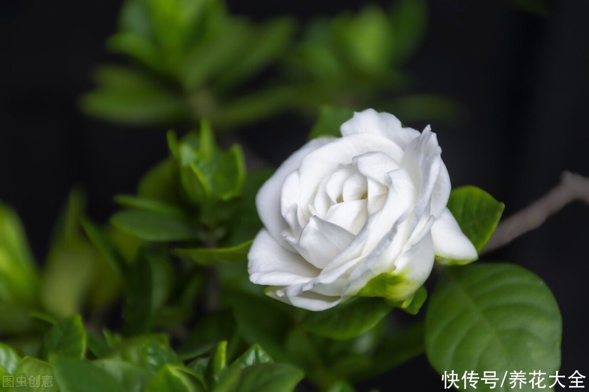 茉莉花|2种难养的花要注意，一不小心全挂掉，快来避坑