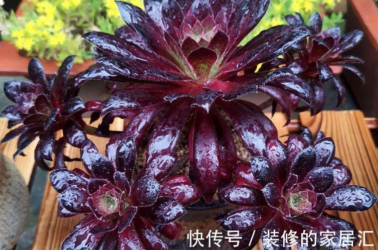 养护|养多肉黑法师,将注意力集中在这3点,盆栽长得格外精神
