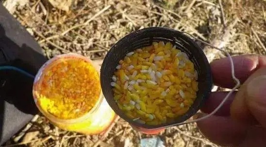 野钓大板鲫的黄金季节已到来,学会这些技巧,比黑坑都要钓的爽!