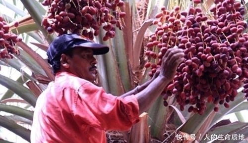 喜爱|被国人嫌弃的水果,却深受迪拜土豪的喜爱,一斤卖到1000元