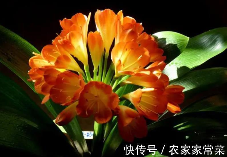 君子兰夹箭不开花?教你3个小妙招,不到半月花苞打开美极了