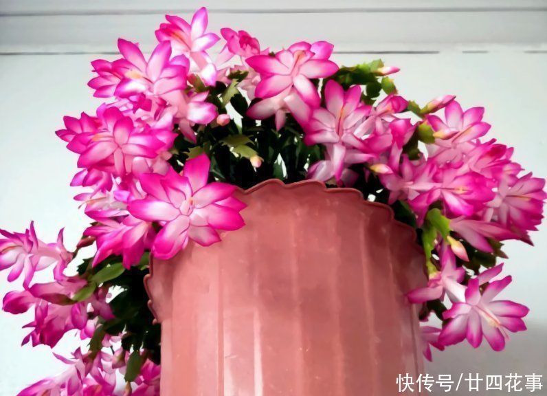 徒长|6种花，长高就“变丑”，株型低矮才“漂亮”，要舍得剪