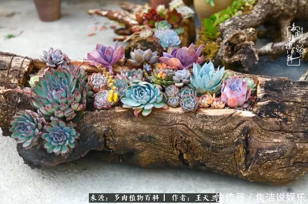 多肉遇上枯木木花盆,姑娘自己造!