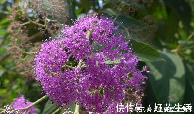 网上买花有准则,这4种花千万不能入手,买回家根本养不活