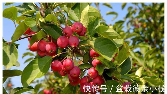 小事|白露前后，记得多吃“5种水果”，少做“3件小事”，秋冬少生病