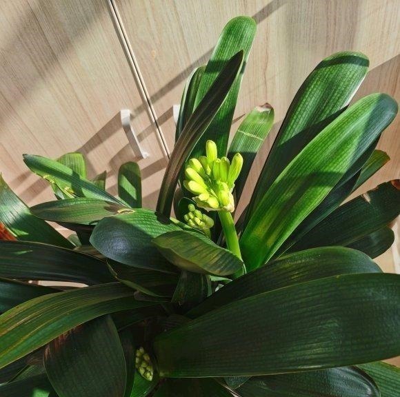 王叔养的君子兰,“壮如牛”,原来用了“老3样”,花大色艳!