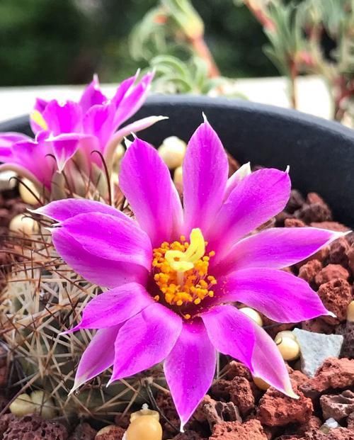  超仙|超仙的4种花，比切花玫瑰漂亮，花香浓郁，四季都开花，还很好养