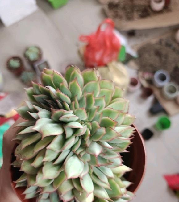 多肉|光照跟温度是两个概念,多肉需要的是光照,单有温度是不够的