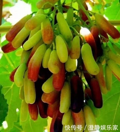 排水|阳台别再种花草，现流行种些水果，省钱四季都能吃