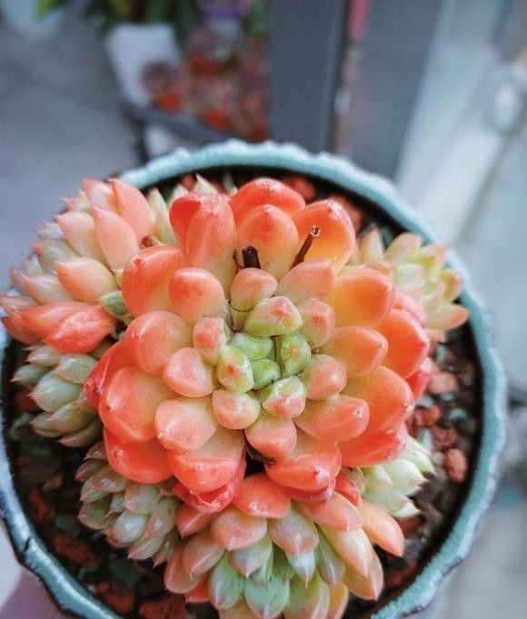 多肉|多肉好看不好养,想要养好它!“先要有环境,后要有技术”