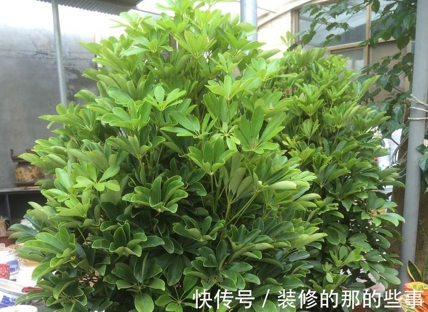 不怕冷的10种花,冬天没暖气,也能安全过冬