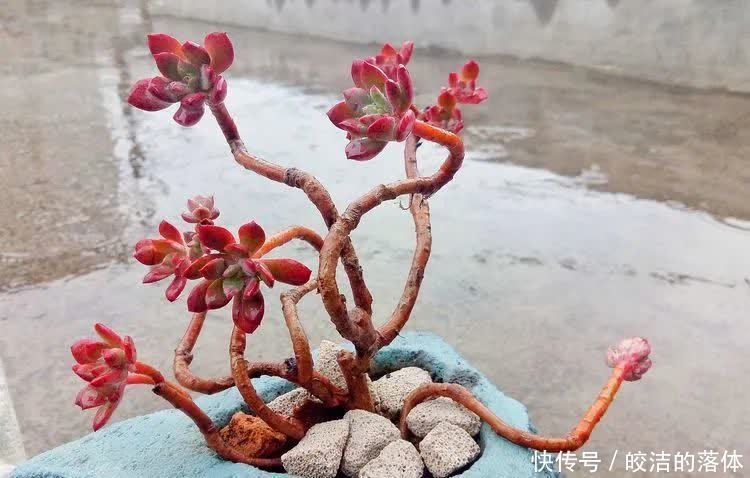 如莲似花,美好心情由你而始!