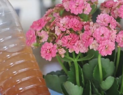 长势|长寿花长势差用2种浇花水,1个月见效果,坚持使用花爆盆