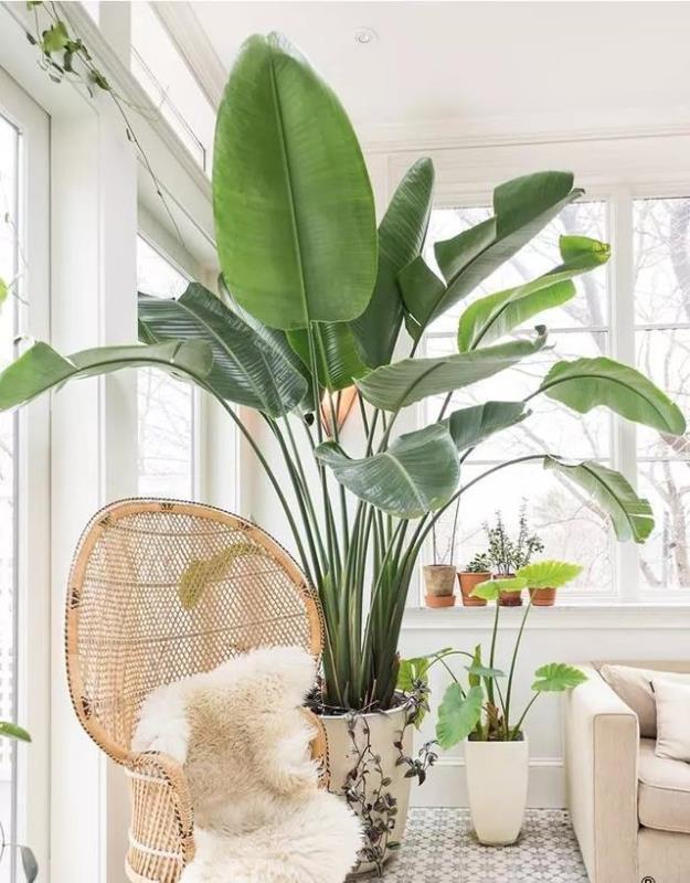 喜欢养花的朋友,几个臭毛病,出门变得贼溜溜,看你有没有