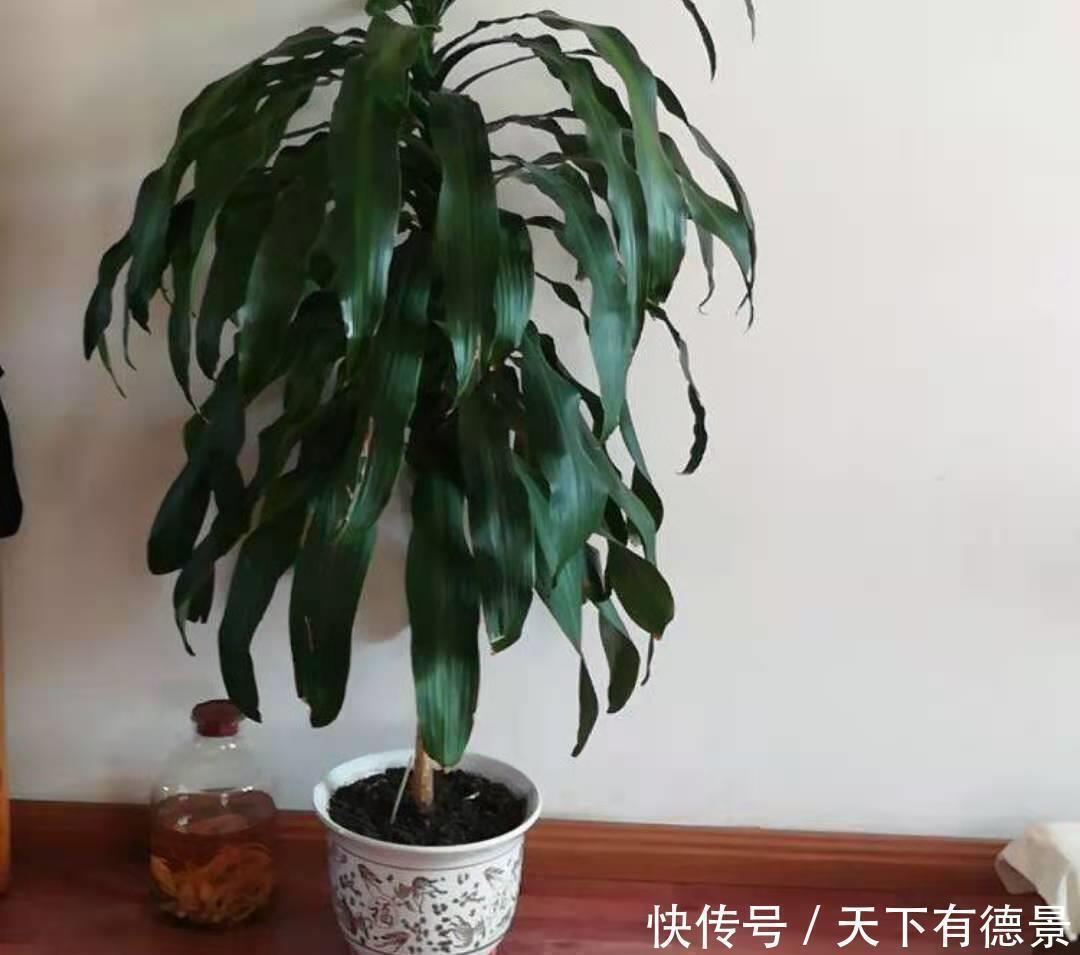 福木|这3种大型观赏树，一般人真分不清，养起来更费劲