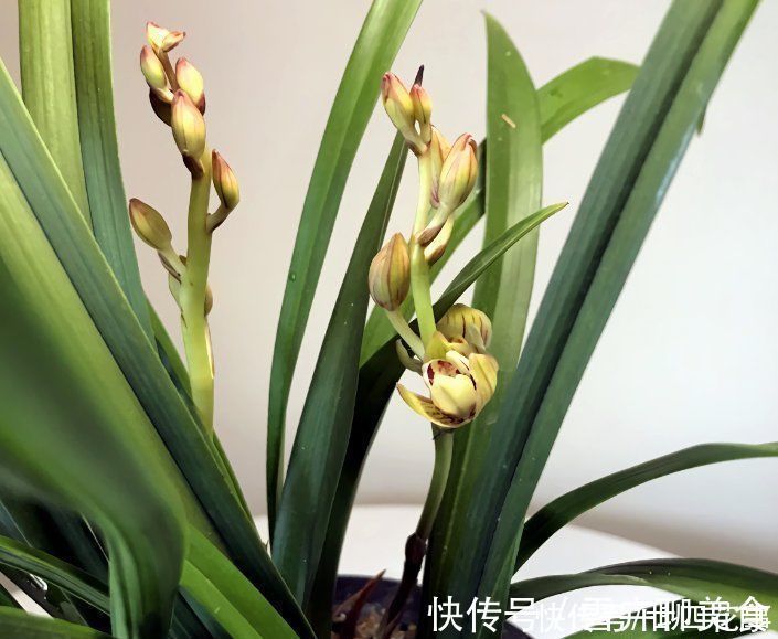 兰花施肥，掌握1句“口诀”，新芽“蹭蹭”冒，花朵“呼呼”开