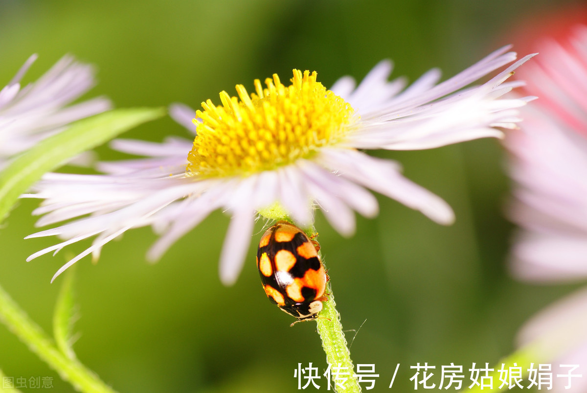 花友们|3种喜阴花，搁在北阳台，少晒太阳，少管它，枝繁叶茂开满花