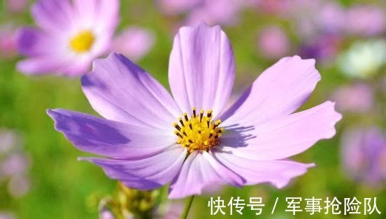 桃花|2周后，红鸾星动，桃花再现，前缘难舍，痴情一片，邂逅此生挚爱