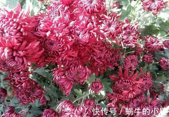 浇水不分早晚，浇一盆死一盆，别再做错了！