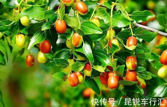 院子里有空地就种这“三种树”,没地挤挤也要种,寓意深远还旺家