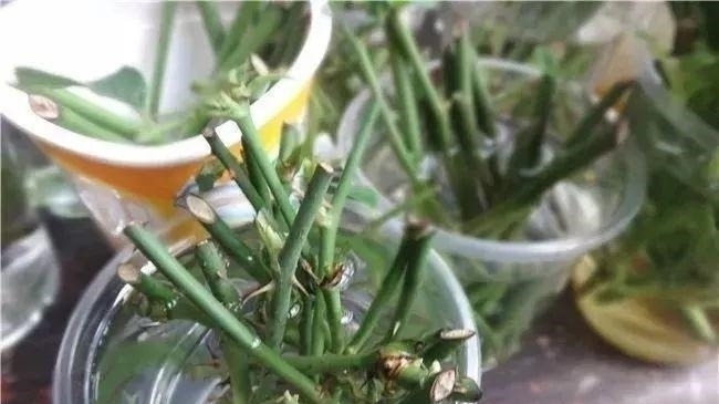 养花|自制养花杀菌水,7天浇一勺,花不生虫不烂根