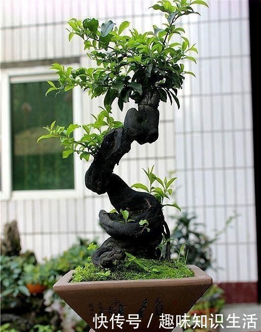 弹子|养这2种花,还能挣钱,放那不用管,养得好卖上万,挺划算!