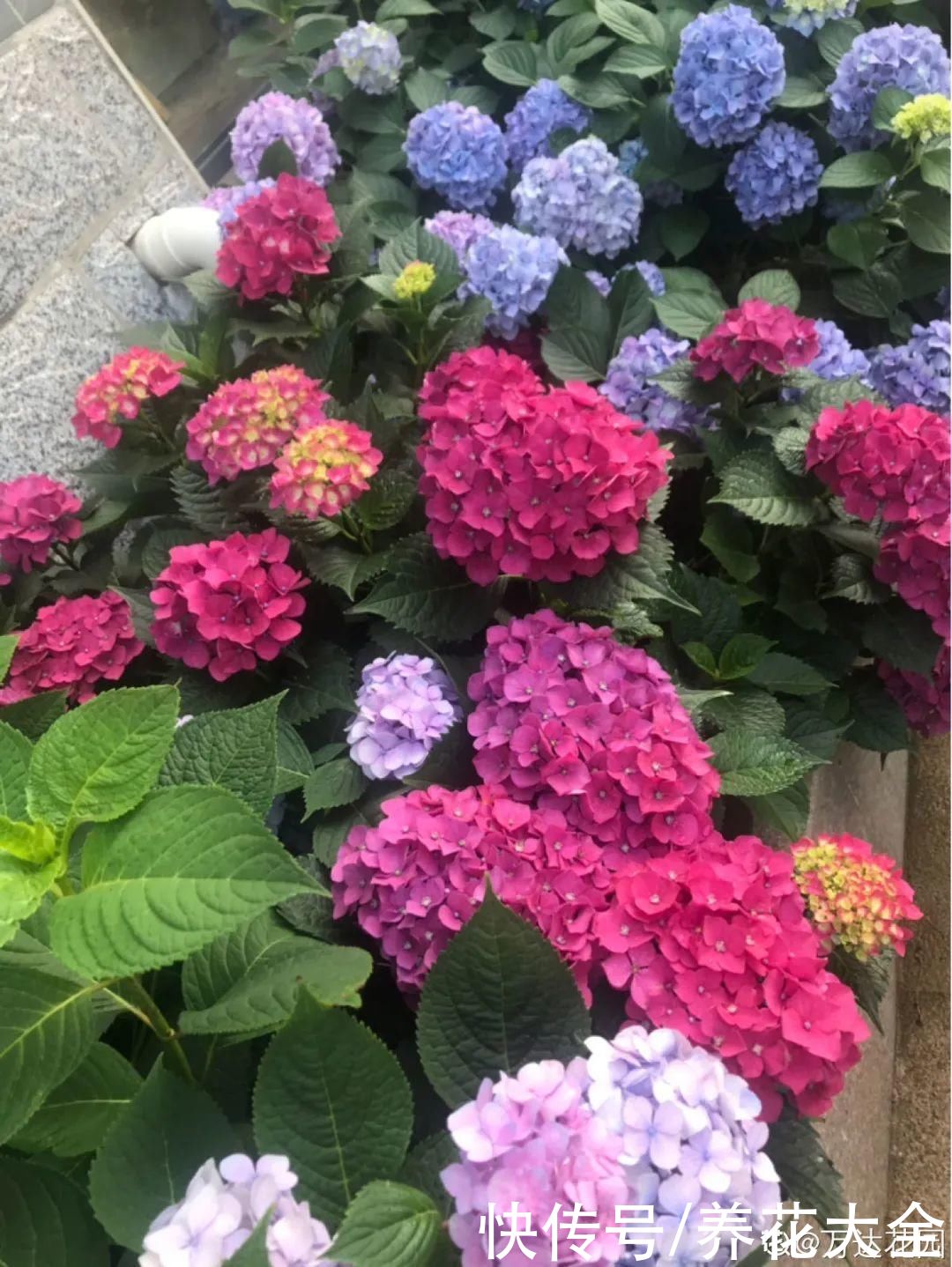 3种花“大花墙”，大门口随便种，年年都开爆