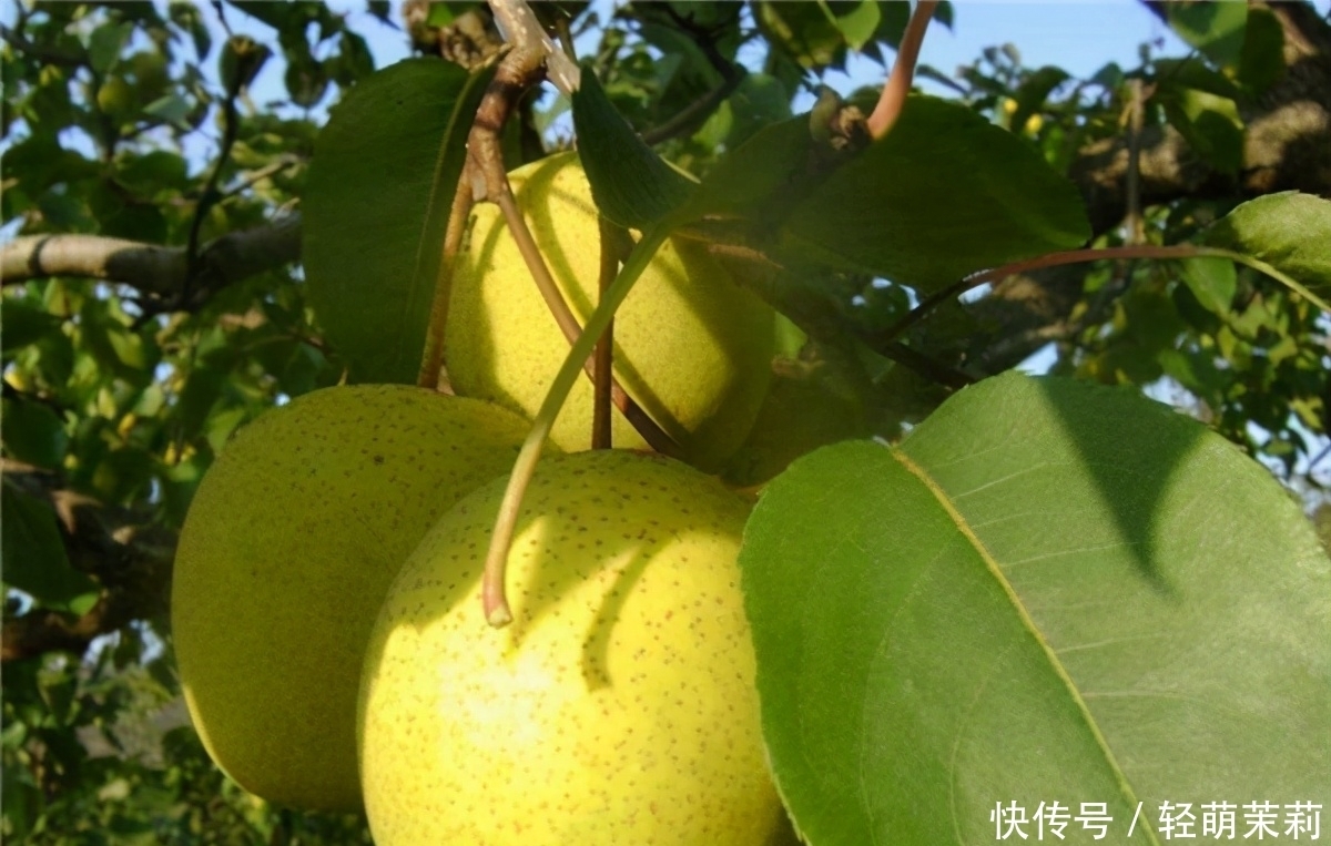 水果|都说冻梨是去东北才能吃到的水果，南方人不服，用冰箱也能复刻