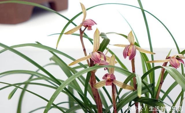 兰花不开花给它配上“3种”营养水,呼呼冒花苞,爆花很容易!