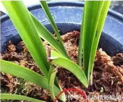 兰花不长，这样轻轻一掰，30天就爆盆