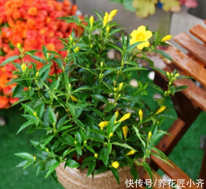 给花换盆移栽，想要快服盆，要学会“缓苗”技巧，多数人都做错了