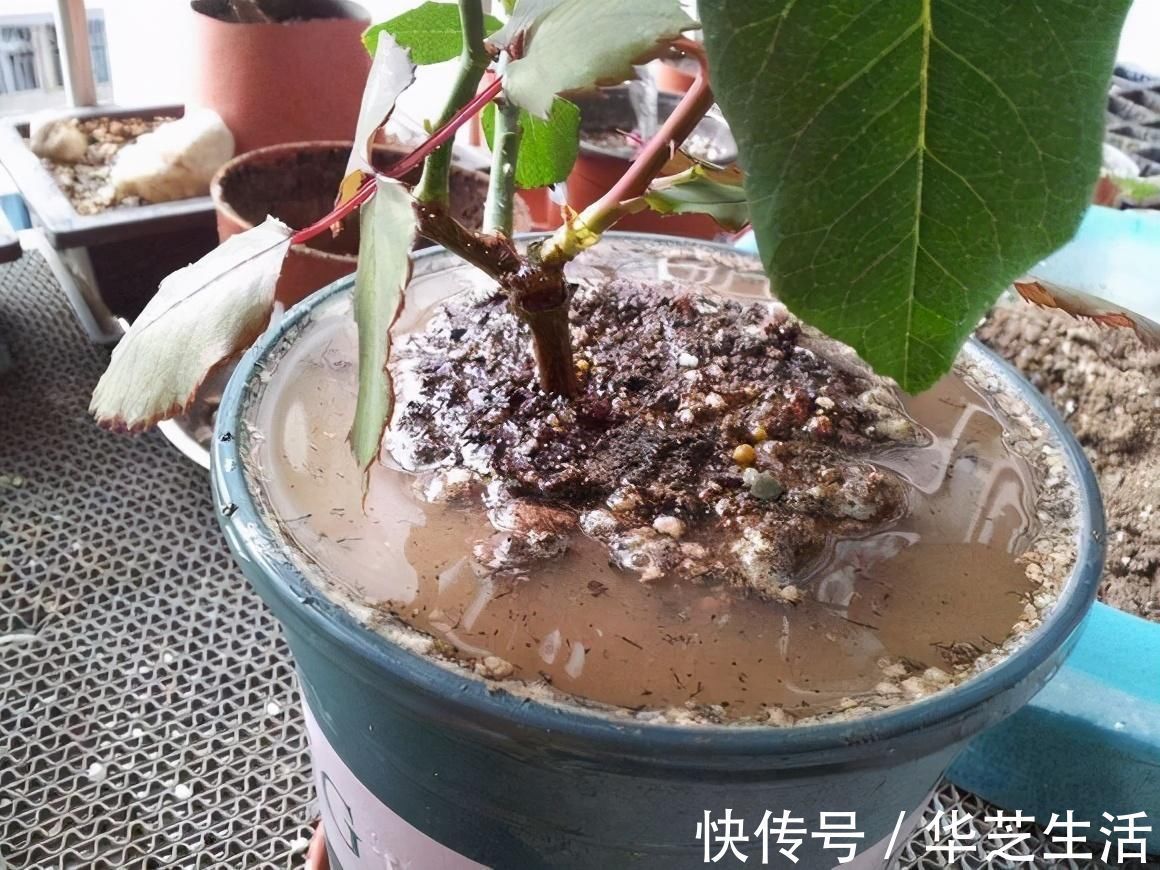 秋冬天养花,三种水不能拿来浇花,易黄叶烂根,养花人速看