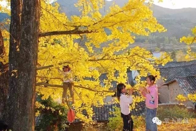 传授花粉的意思