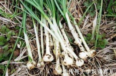 名方|医圣张仲景：一个治心脏病的千古名方，横扫冠心病、心绞痛、心梗