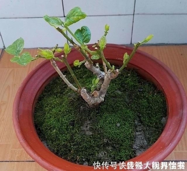 茉莉|养茉莉这几招技巧不能少,安全过夏,枝头满是花苞